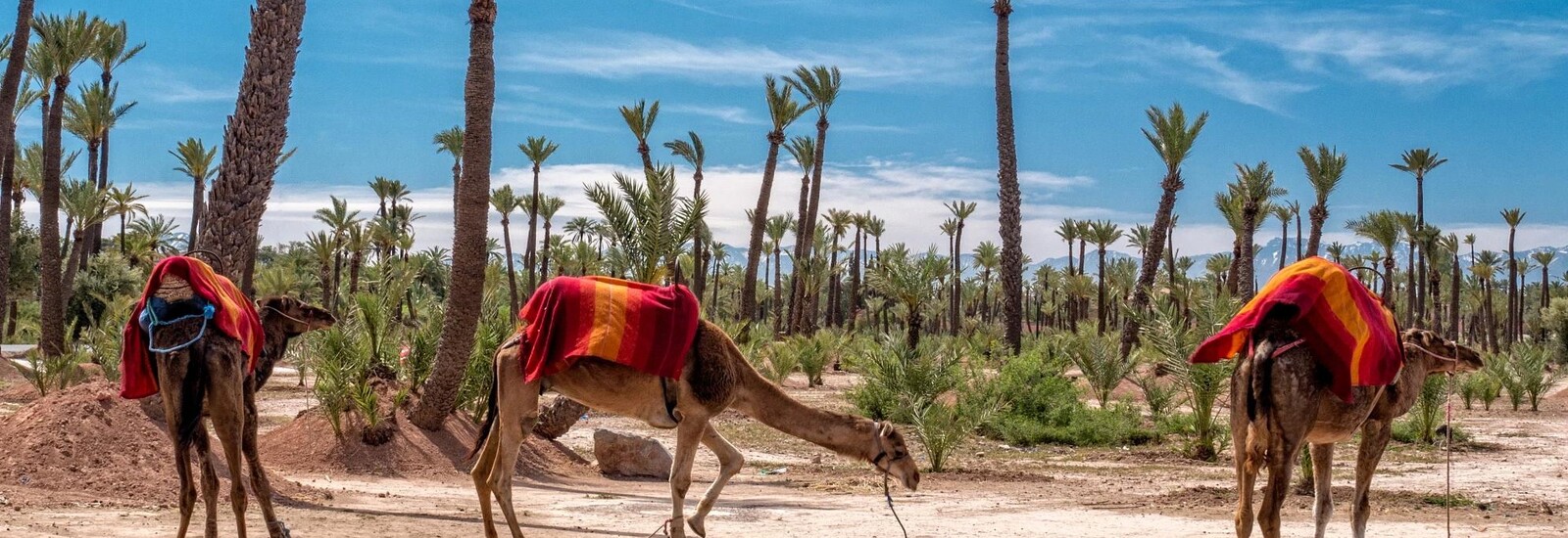 balade de dos chameau marrakech palmeraie excursion 1h de dos dromadaire a marrakech